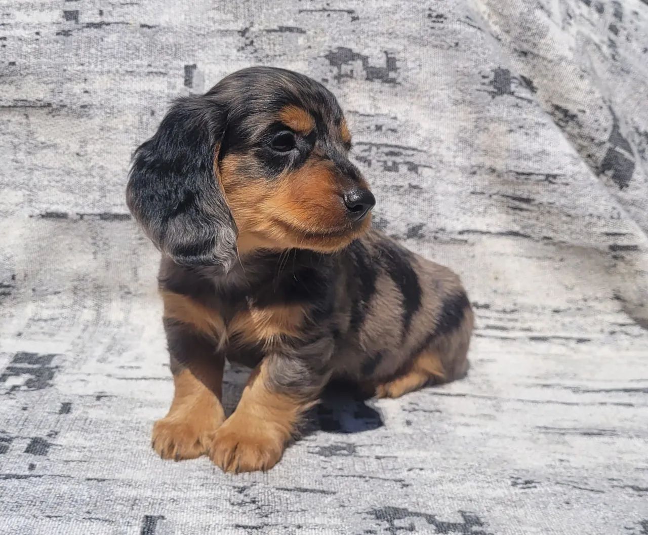 Dachshund macho pelo longo  - Foto 5