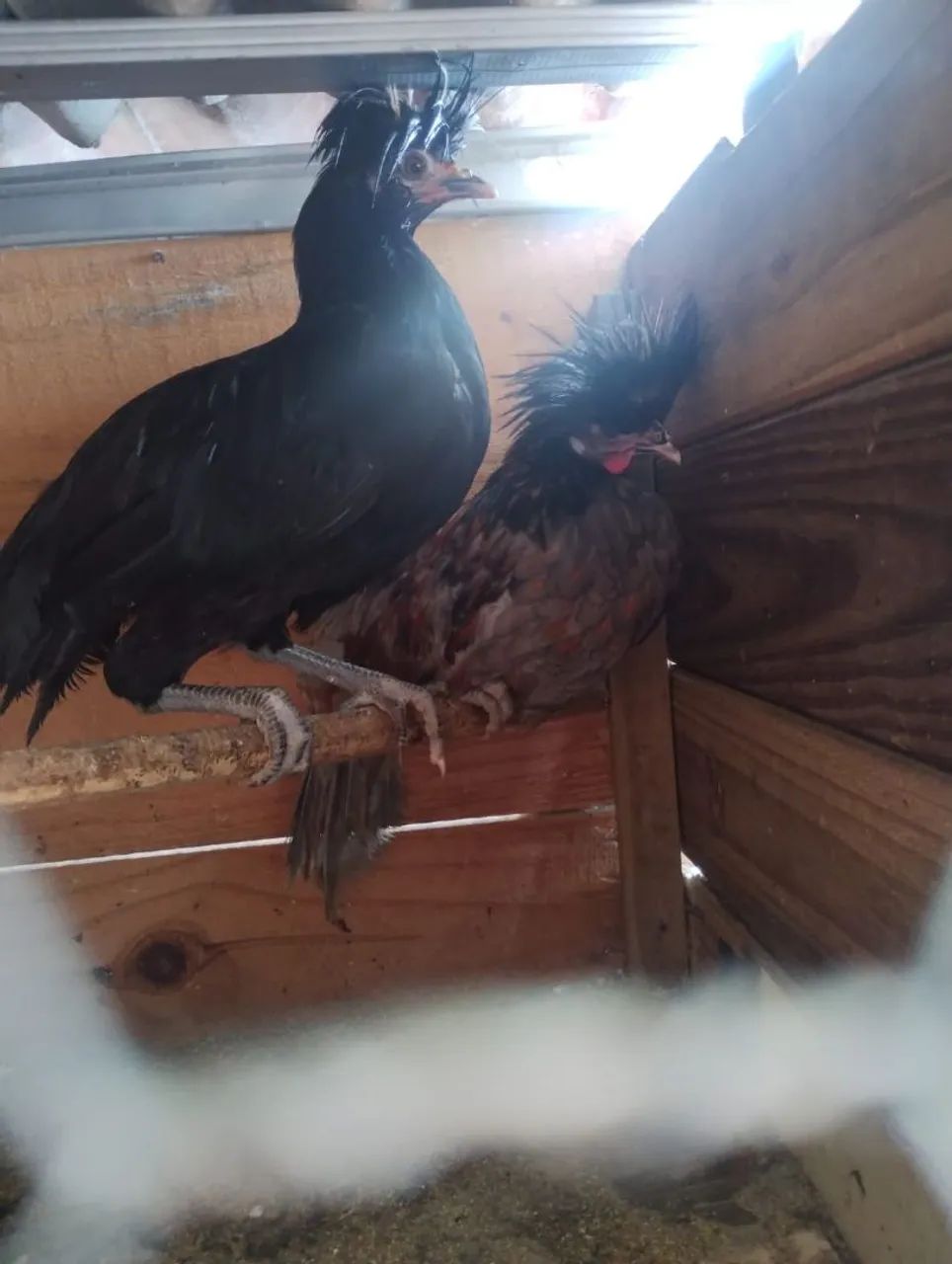 Vendo 2 polones machos