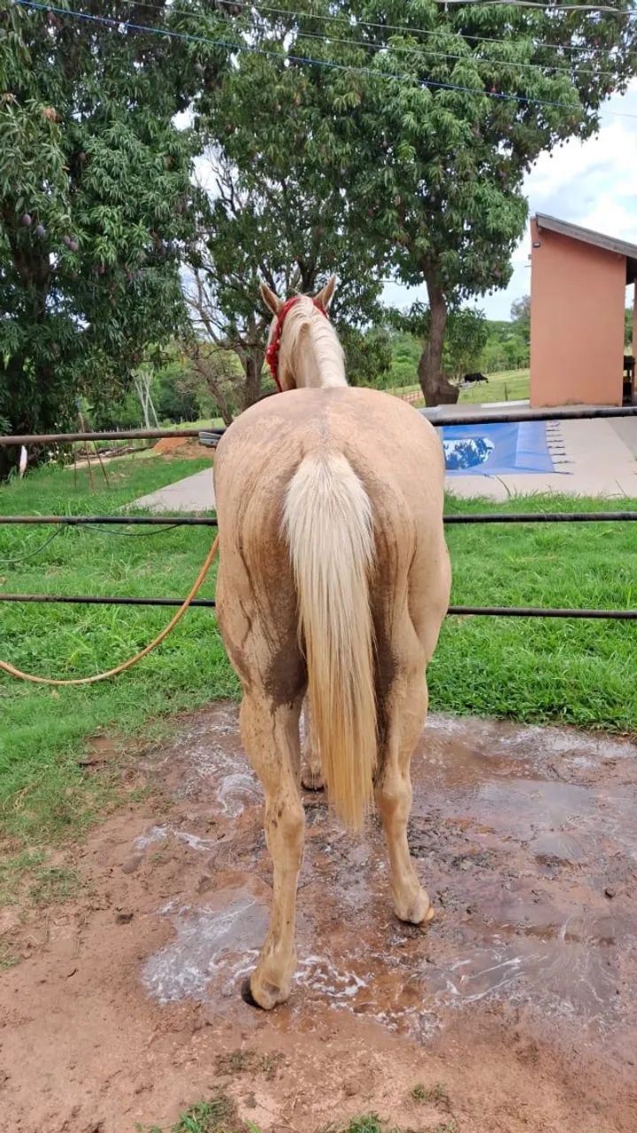 Potra quarto de milha 