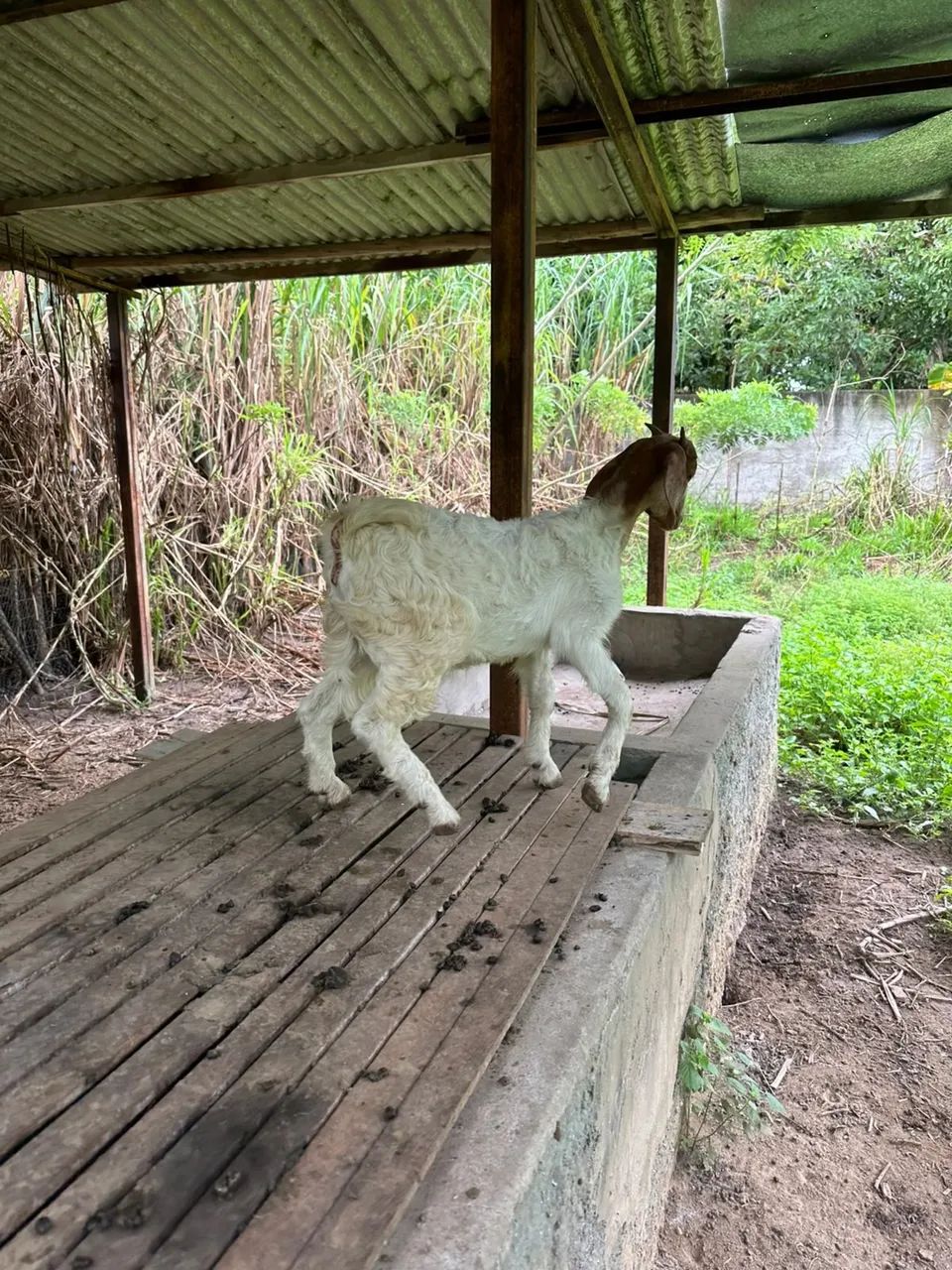VENDE-SE CHÁCARA NO POVOADO MANGABEIRA - Foto 5
