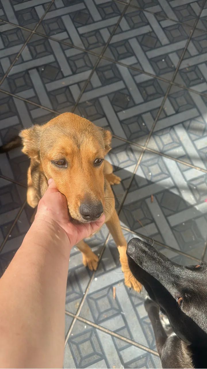 Doação de cachorros  - Foto 2