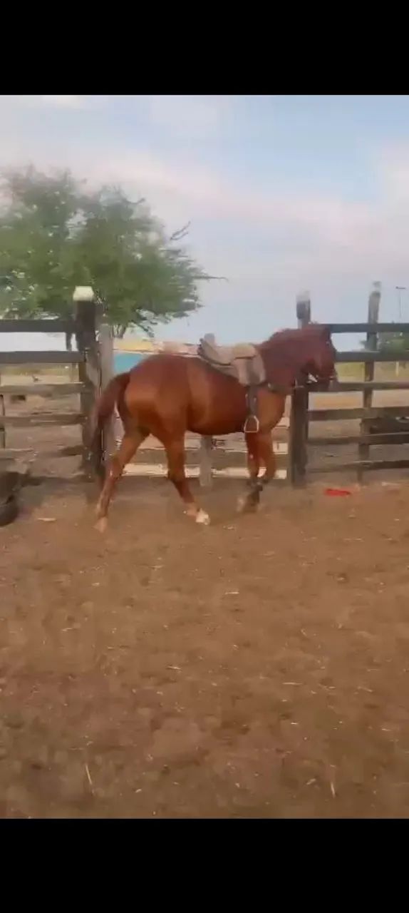 Vendo cavalo de direita pronto! - Foto 6