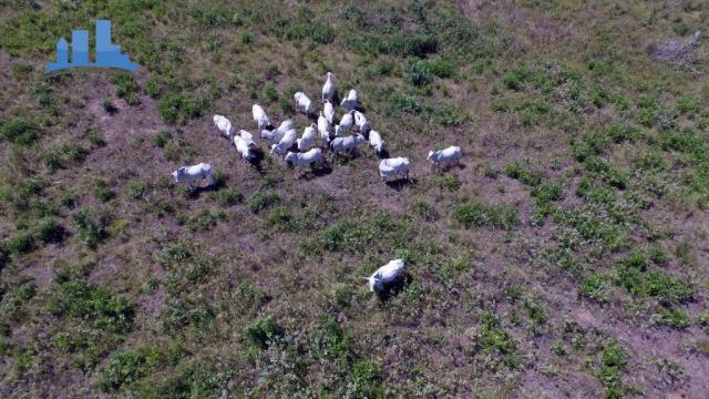 FAZENDA PARA GADO DE 14.950 HECTARES NA REGIÃO DE POCONÉ-MT - Foto 20