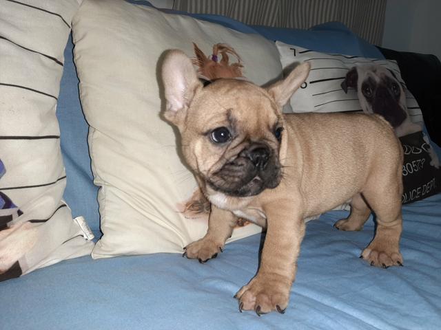 Buldogue francês - Foto 4