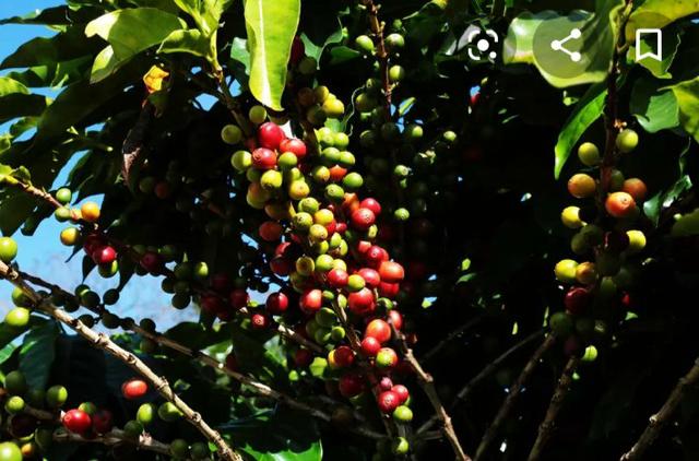 Cafe em grão 100% arábico - Foto 4