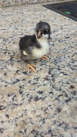 Pintinhos de galinha raça espanhola