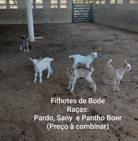Filhotes de Bode