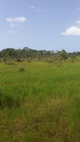 Fazenda 1.370hectares 110km Belém do Pará documentado - Foto 2