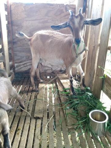 Cabras - Foto 2