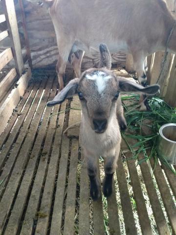 Cabras - Foto 4