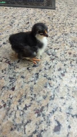 Pintinhos de galinha raça espanhola - Foto 2