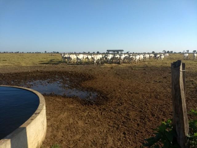 Fazenda Cocalinho MT