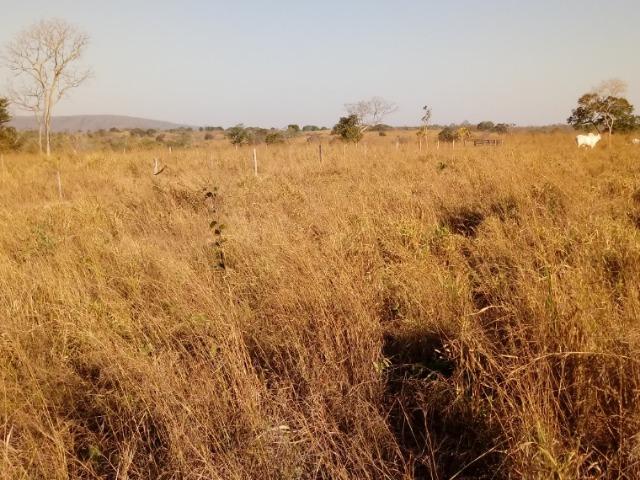 Fazenda 163 hec em Acorizal, próximo chapéu do sol - Foto 11