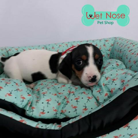 Dachshund Linda Femea nesta Semana do Dia das Crianças na Wet Nose