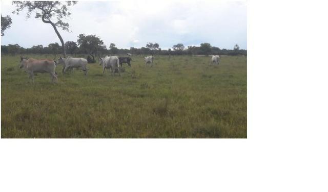 40ha. 10km de Cuiabá mt -pastagens cercados, casa, poço semi-artesiano