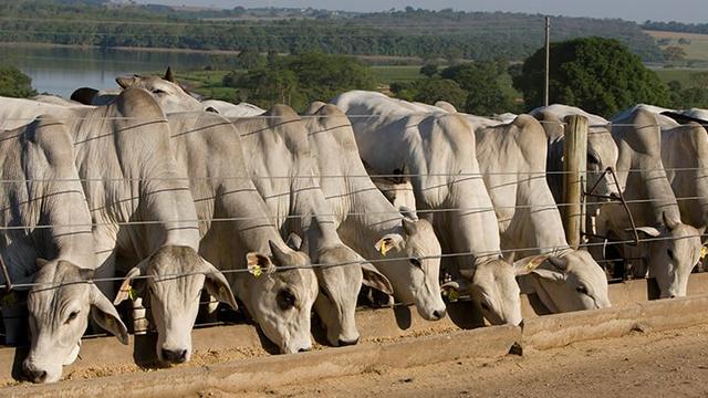 Silagem de milho alto padrão - Foto 6