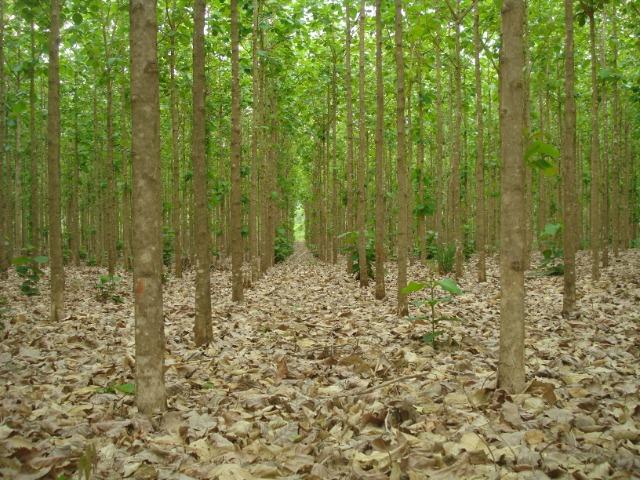 Floresta de Teca