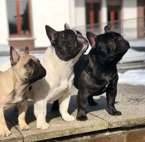 Filhote de buldogue francês