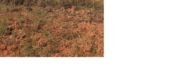 4800 hectares Pecuária e lavoura Região Nobres MT, Terras para plantio de Soja