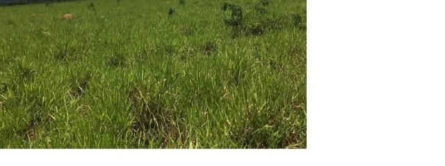 4800 hectares Pecuária e lavoura Região Nobres MT, Terras para plantio de Soja - Foto 2