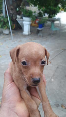 Filhotes de Pinscher - Foto 5