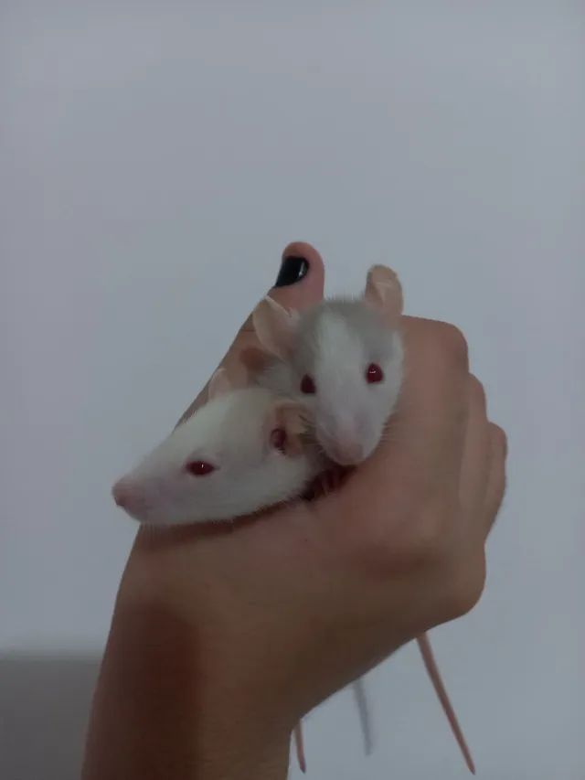 Filhotes de rato twister 