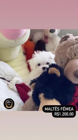 Maltês - Foto 6