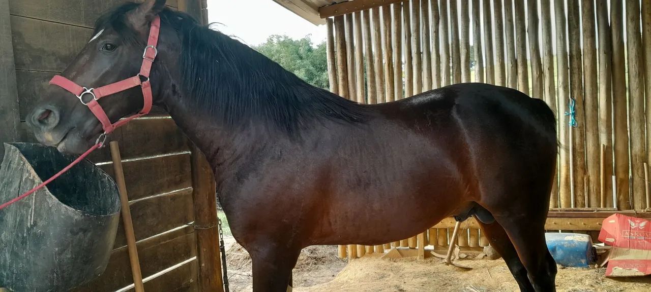 Cavalo Mangalarga Marchador com quarto de milha  - Foto 6