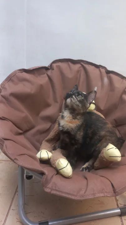 Doação responsável - Foto 4