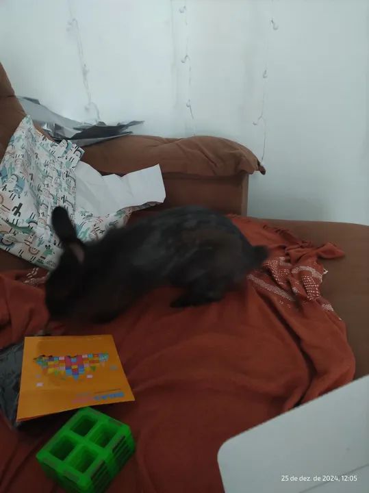 Coelha preta fofinha