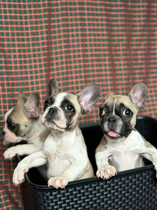 Lindas filhotes de Bulldog Francês fêmea  - Foto 6