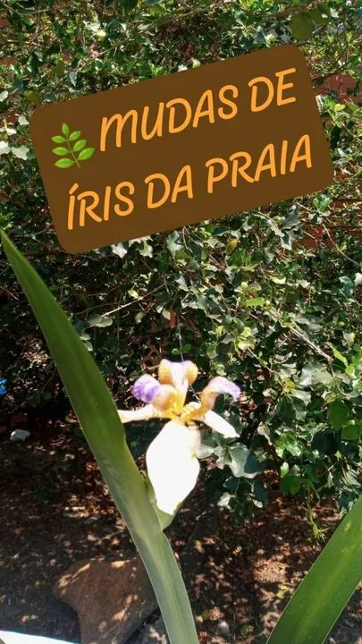 2 MUDA DE  ÍRIS DA PRAIA - Foto 3