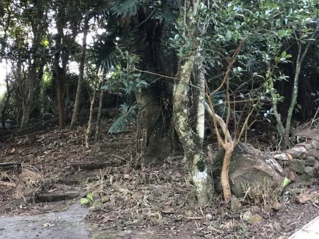 TERRENO RIBEIRÃO DA ILHA - Foto 3