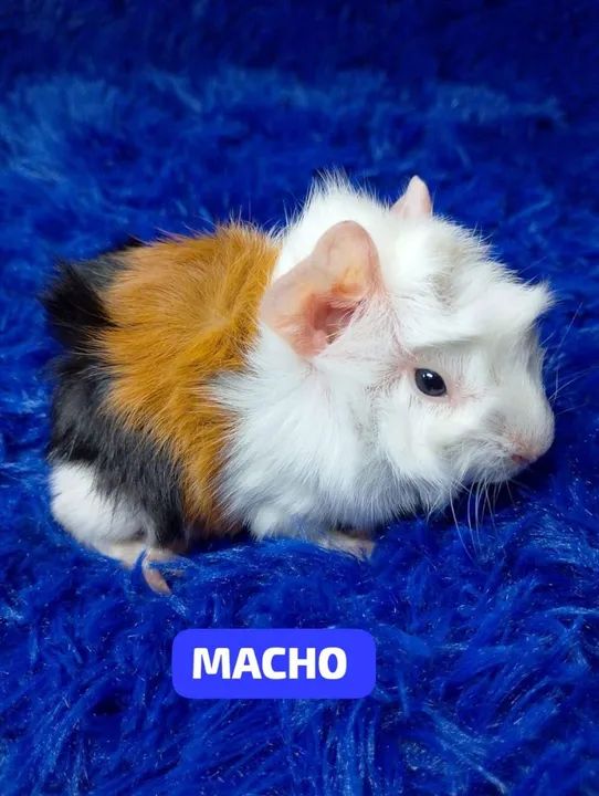 Porquinho da índia abssinio 50$ - Foto 4