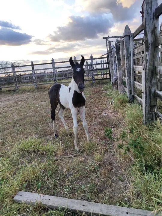 Potro neto de Haiti sobrinho de elfo  - Foto 3