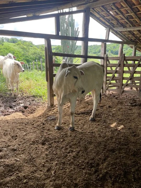 21 novilhas a venda Nelore  - Foto 3