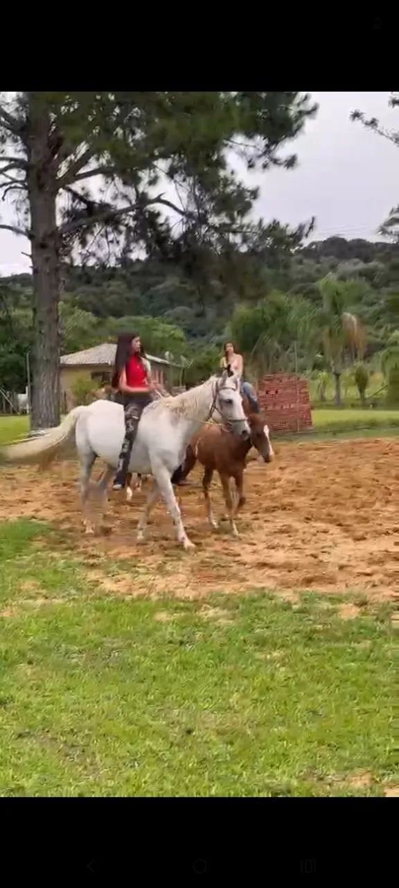 Égua QM com portro no pé a venda - Foto 4