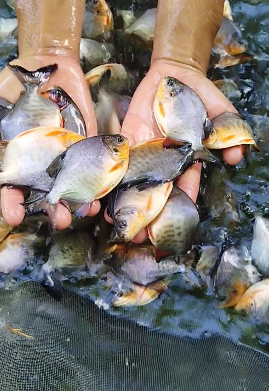 Pacu Caranha o melhor  - Foto 3