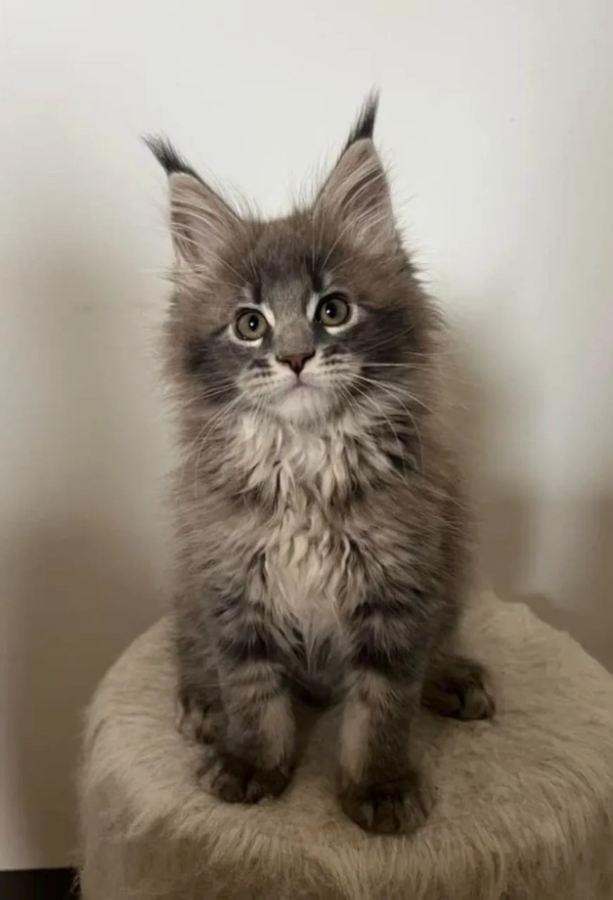 Filhotes de Maine Coon à venda!