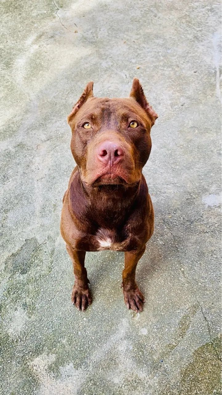 Pitbull APBT 