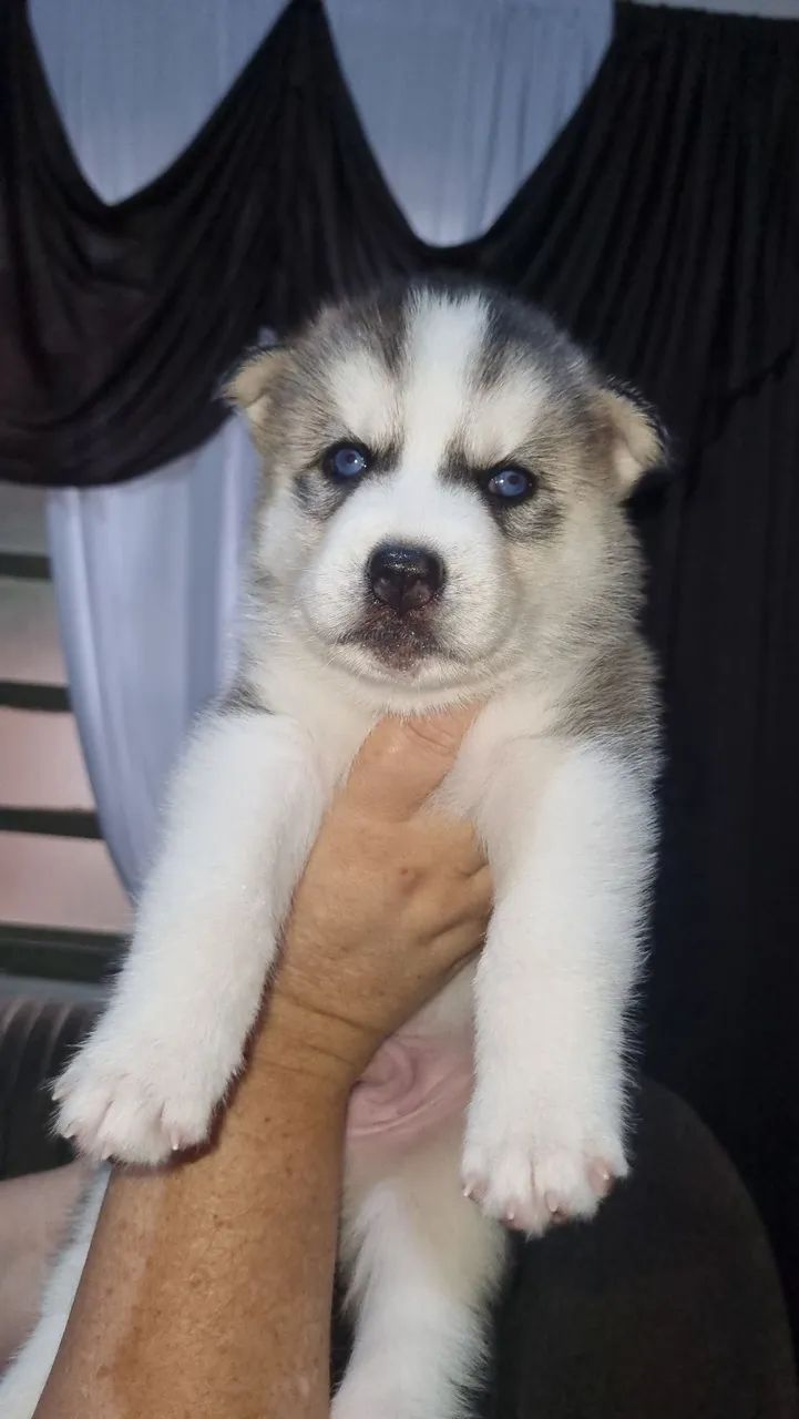 Kerala Cost Of Baby Husky Komeri Card Olx Pakistan Siberian Husky