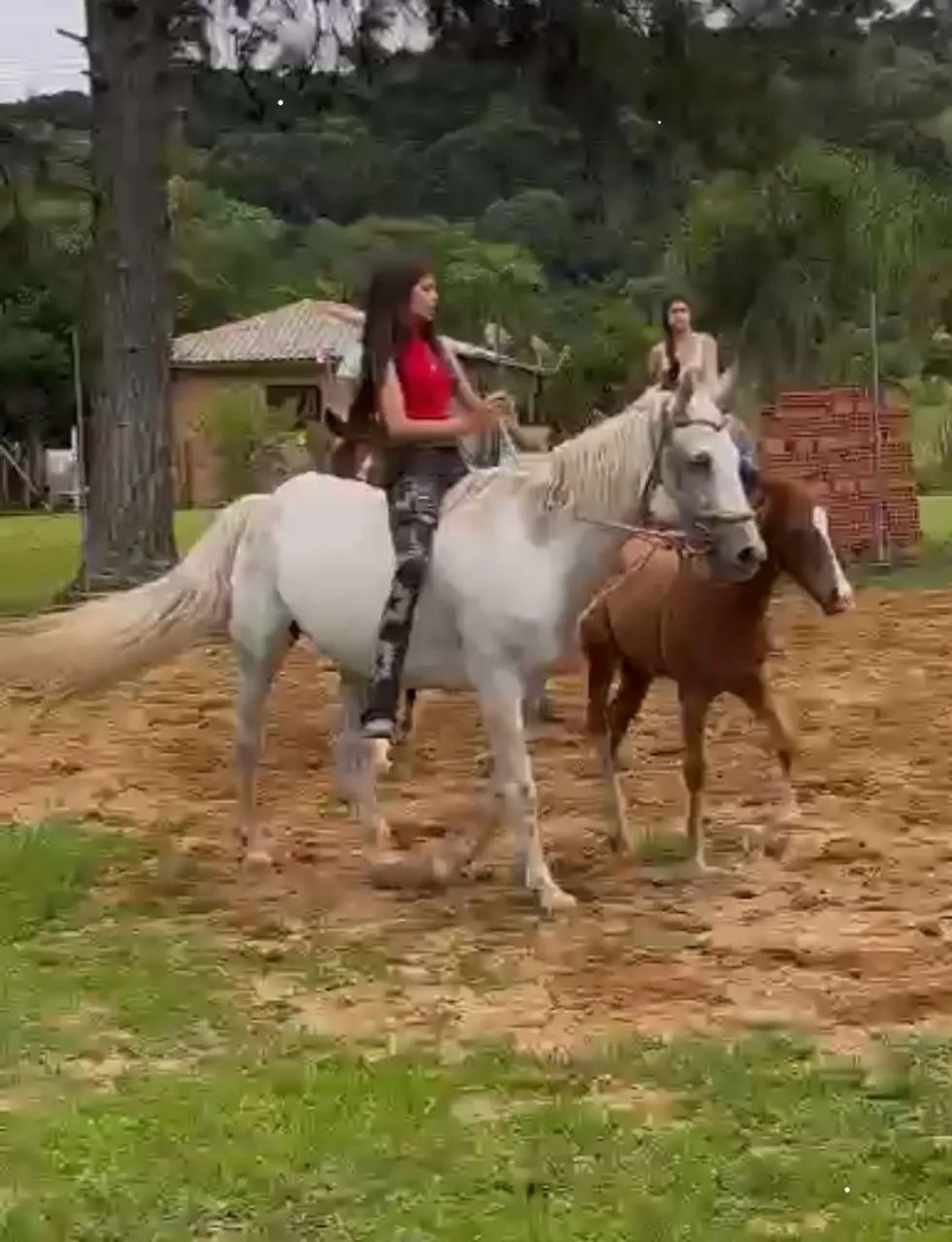 Égua QM com portro no pé a venda - Foto 3