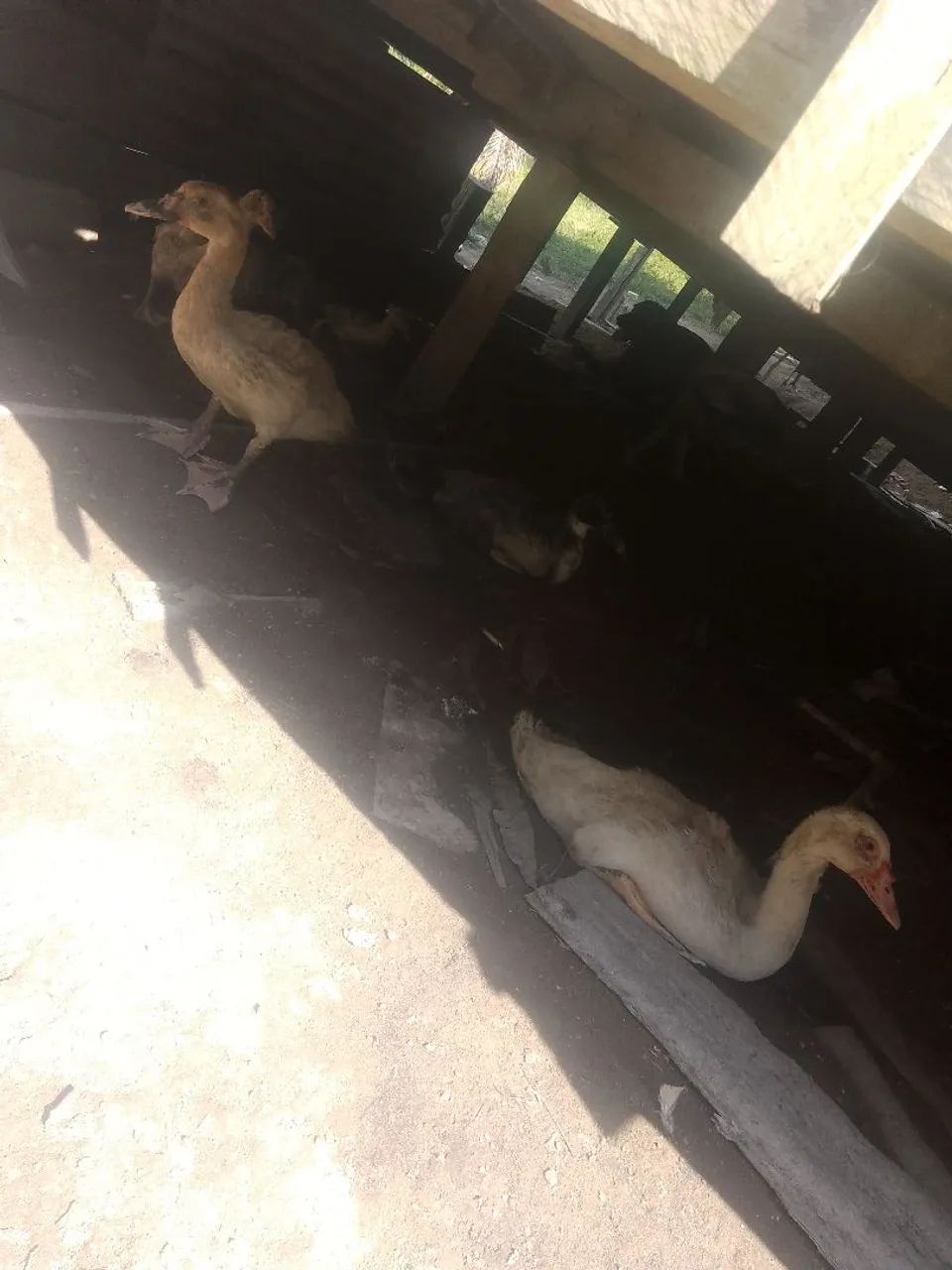 Patos filhotes Paysandu e alemão