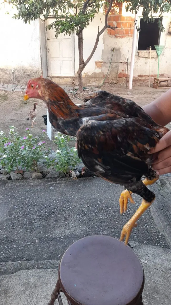 Galo de Raça