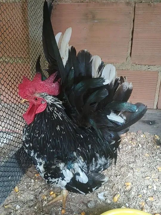 Galo Nagasaki- Adulto