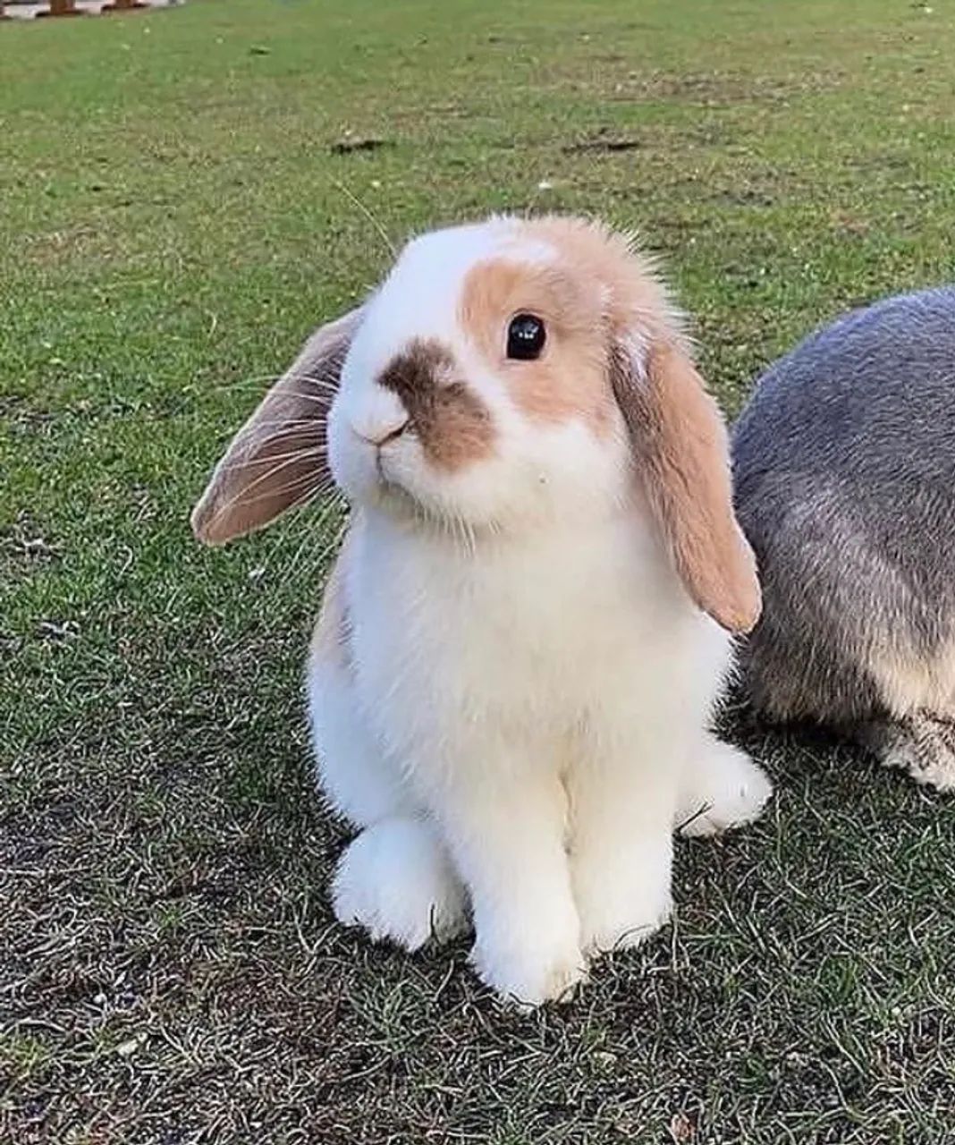 Coelho da Raça Mini Lop  - Foto 3