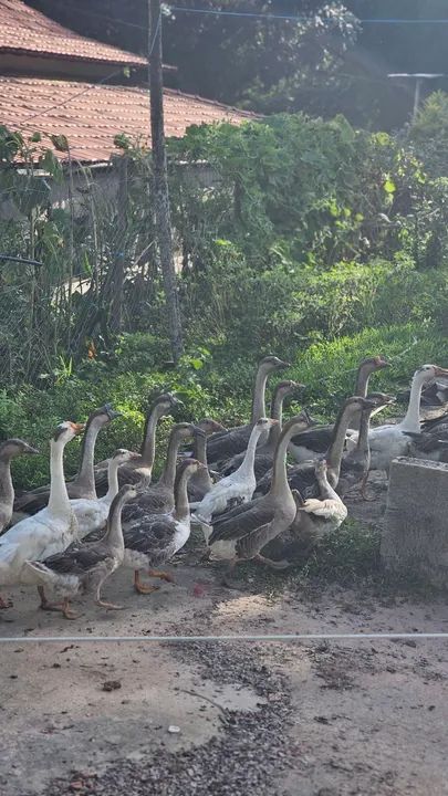 Casal de ganso - Foto 2