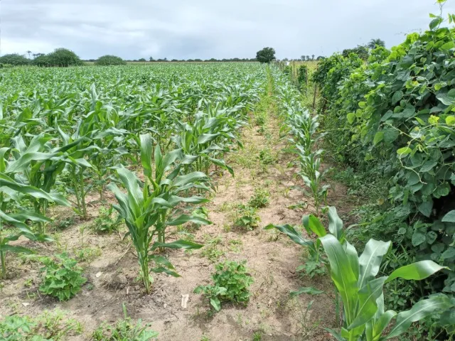 Terreno em Arapiraca