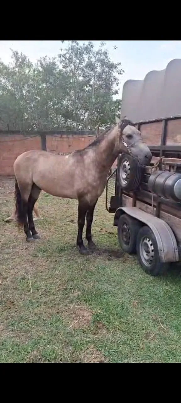 Cavalo para agropecuária