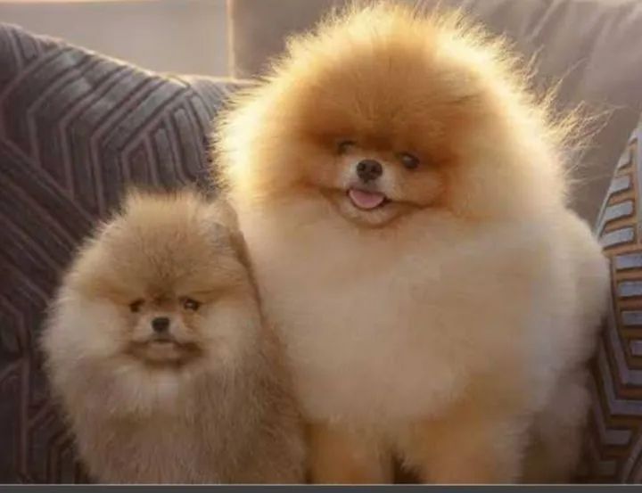 Spitz alemão anão  - Foto 3